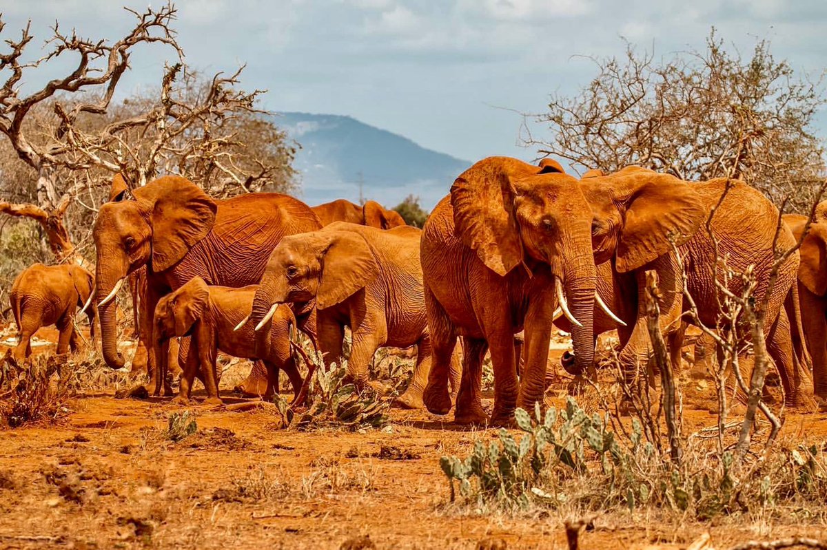 Stejos_Tours's tweet photo. Watching the red elephants of Tsavo East National Park dust-bathe in iron-rich soil is something you have to see to believe. 

Our 3 Days and 2 Nights Tsavo packages gives you time to experience the wild the right way. 

Your Adventure Awaits.

#Tsavo #MagicalKenya #TravelWithUs https://t.co/rj7KpnXNsW