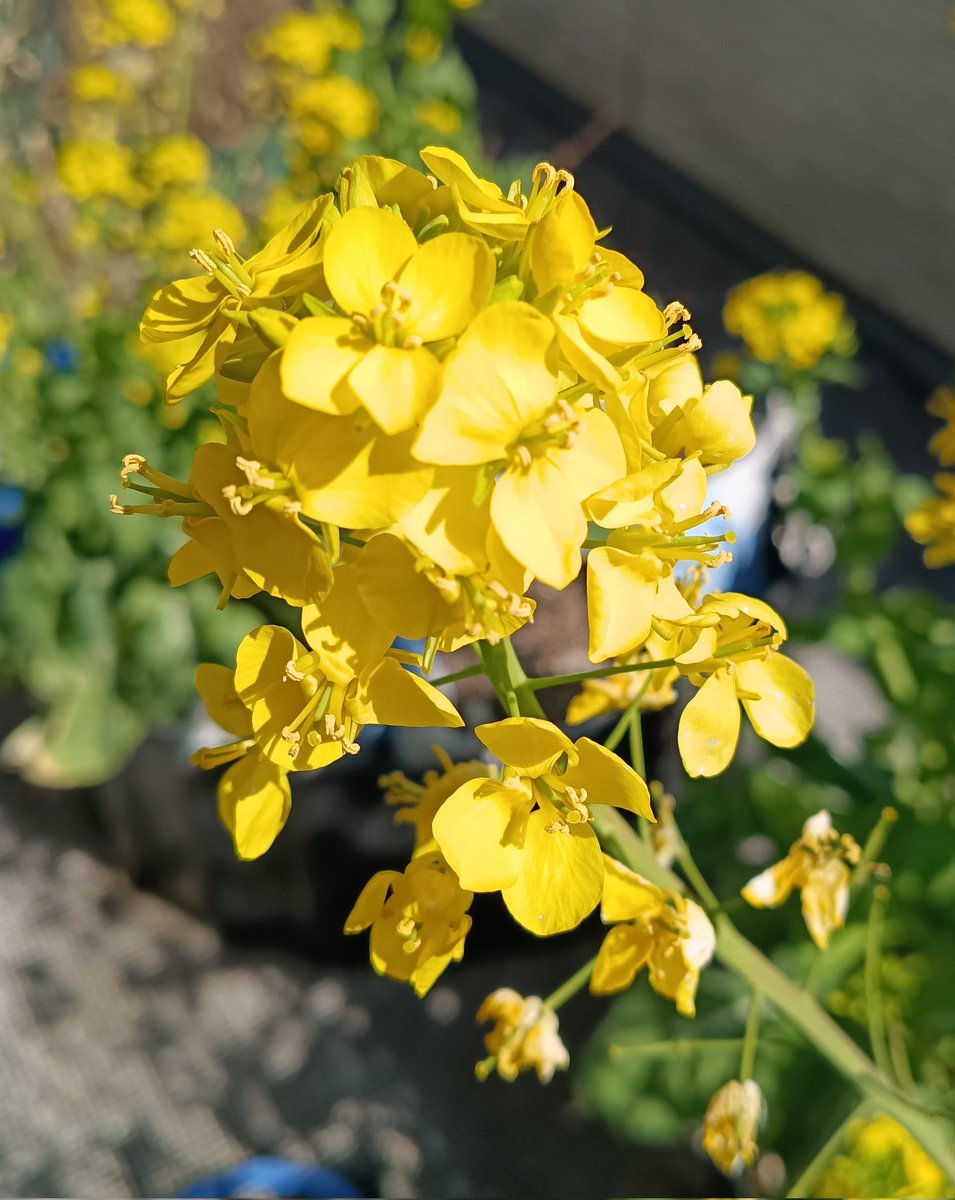mitsuyubi_corp's tweet photo. お久しぶりの投稿です。
だいぶ春らしくなってきました。
昨秋に収穫し忘れて放置していたチンゲンサイが花盛りです。
菜の花畑の香りがベランダに充満しています。
つぼみ状態の花芽を収穫して炒めものにしてみたところ、なかなか美味でした。 https://t.co/TjZeRUvYQL