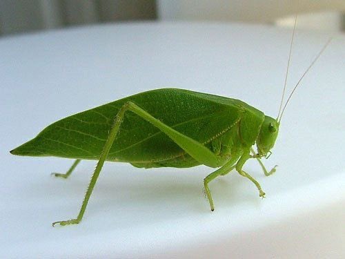 bug tweet media