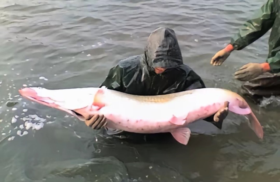 baitiao li tweet media