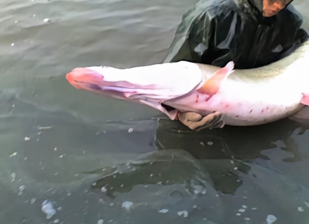 baitiao li tweet media