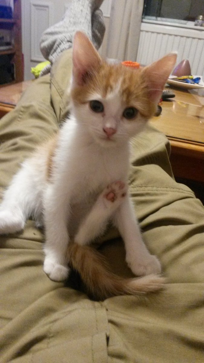 Rupee Von Gingerballs tweet media