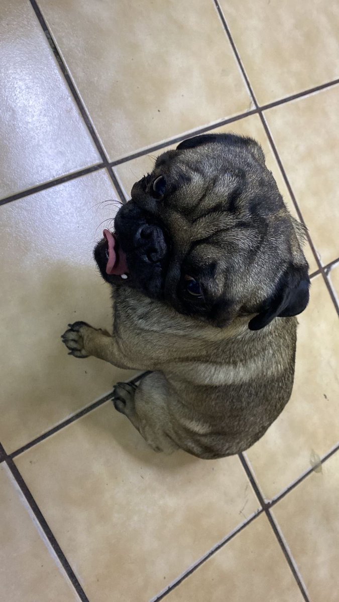 🚨 Mis estimad@s🚨 
Me pidieron que publicara a este lomito.  Lo encontraron en Tlalnepantla, otros perros lo iban a atacar, lo tienen resguardado en una tienda en Calzada Arboleda #2, Tenayuca Tlalnepantla, si me ayudan con RT y pueda encontrar a sus dueños. 🥹