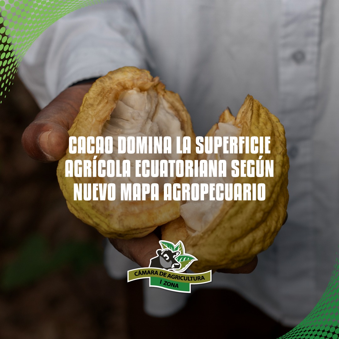 🍫📊 El nuevo mapa agropecuario revela que el cacao domina la superficie agrícola en Ecuador con unas 635.590 ha dedicadas al cultivo, resaltando su importancia productiva y exportadora

✨ Si el agro crece, el Ecuador crece. 🇪🇨

#CAIZ #CacaoEcuador #MapaAgropecuario #AgroEcuador