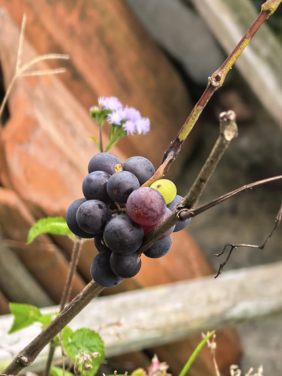 She'll be very happy up there if she knew that her plants start to grow again. She'll post it on her WA and flex to everyone her grape tree😅😅