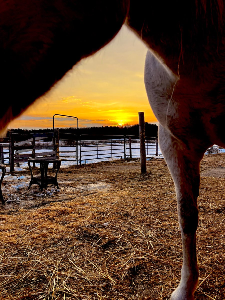 Juleslbd's tweet photo. Many women in the world say this is heaven … 
The breathe of a horse 
The quiet of the morning 
And ,The sunrise 🌅 
OC ( one of my favs ) 
#women #equine  #sunset https://t.co/WyxgjsSW9l