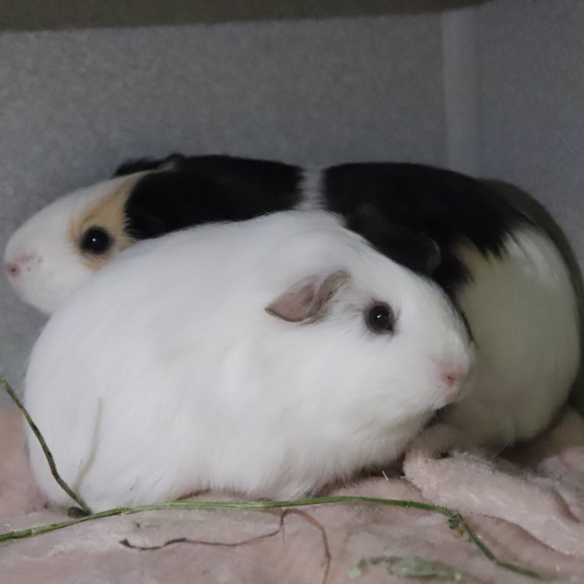 Calgary Humane Society tweet media