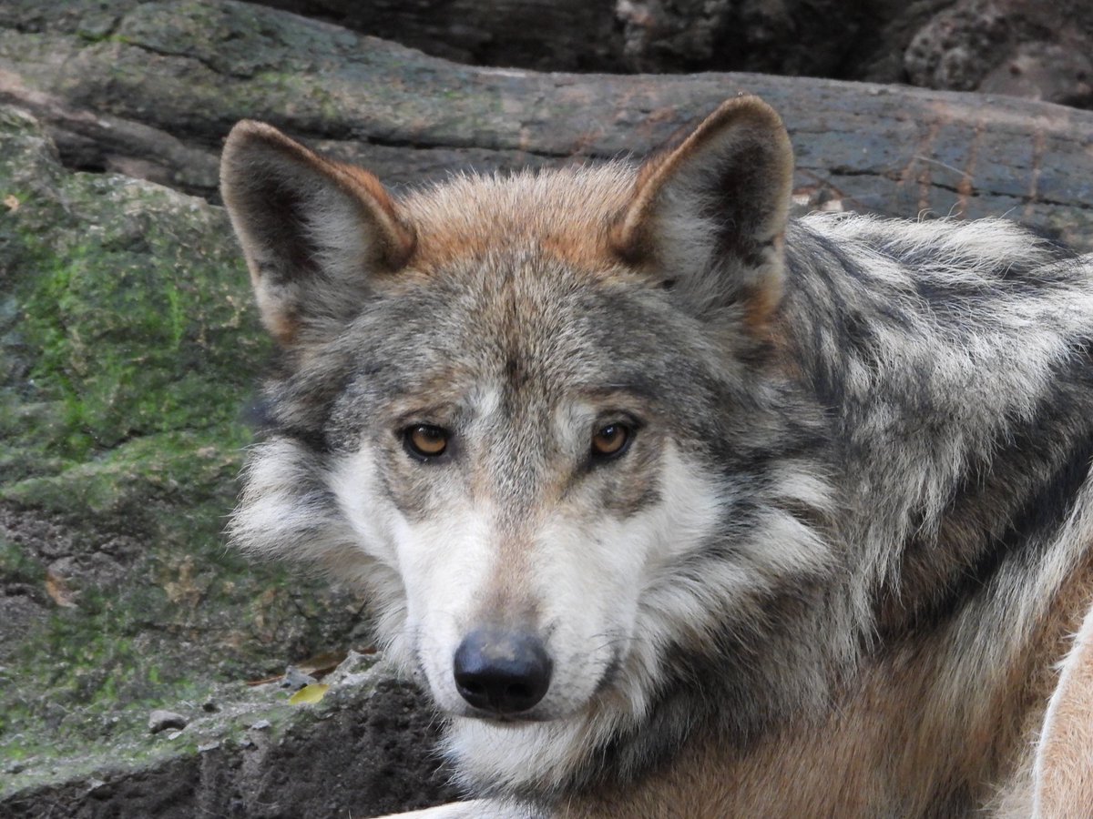 Marina Robles tweet media