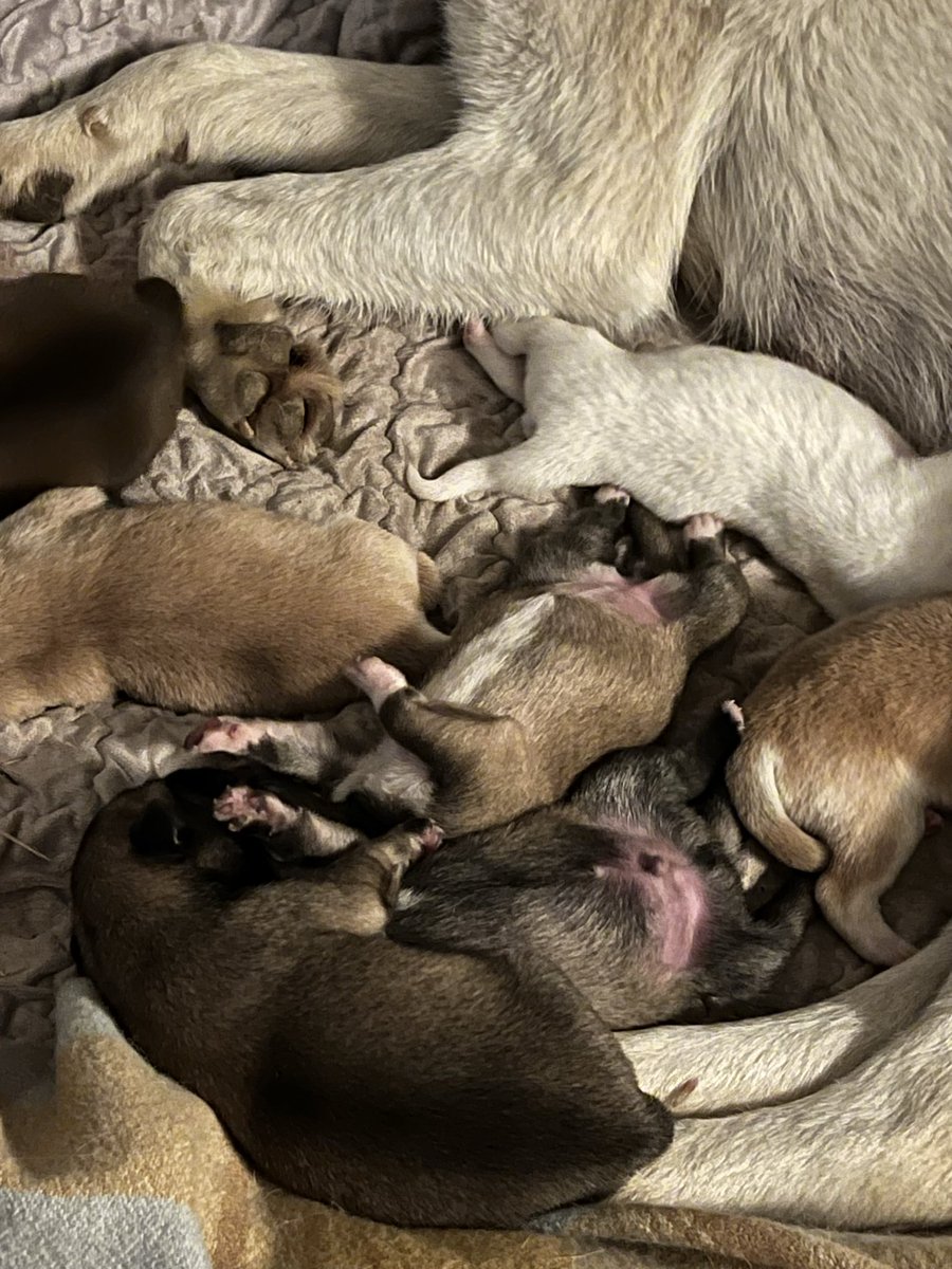 ⭐️럭키&일곱 꼬물이 가족찾아요⭐️ tweet media