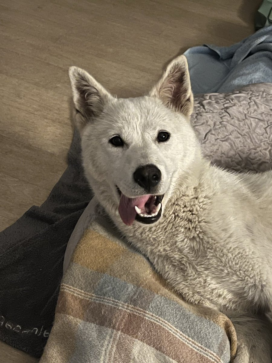 ⭐️럭키&일곱 꼬물이 가족찾아요⭐️ tweet media