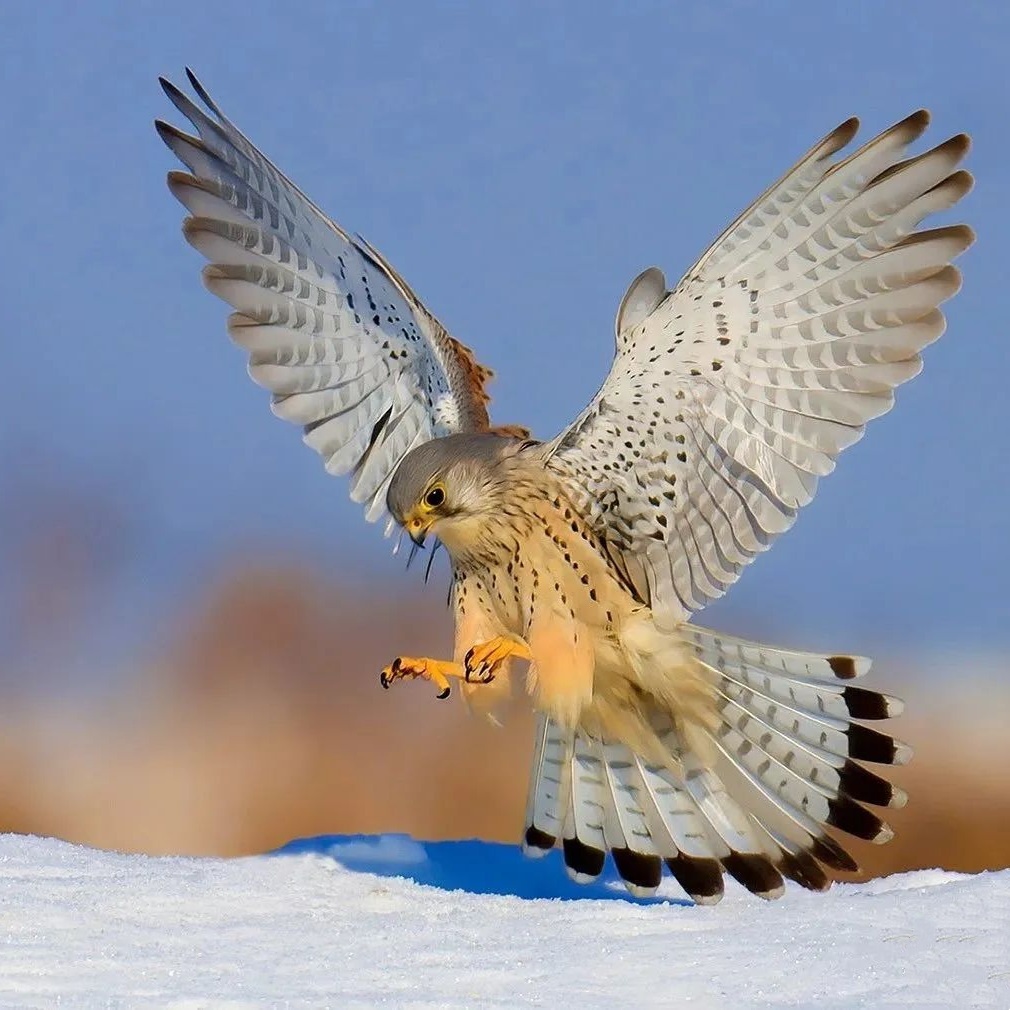 Snow Landing