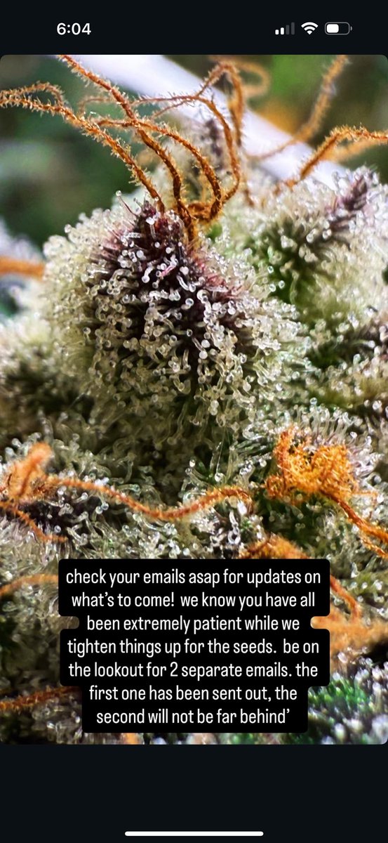 Swank Genetics tweet media