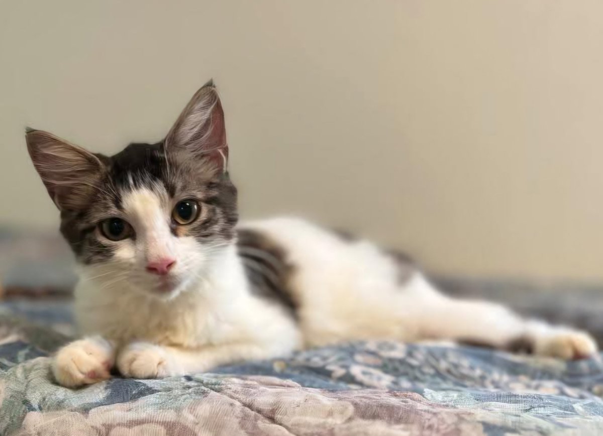 Cutie pie Amethyst is waiting for her forever home, could it be with you? She is around 9 months old and fully vetted. Come visit Amethyst, Saturdays and Sundays, 11 AM-3 PM.