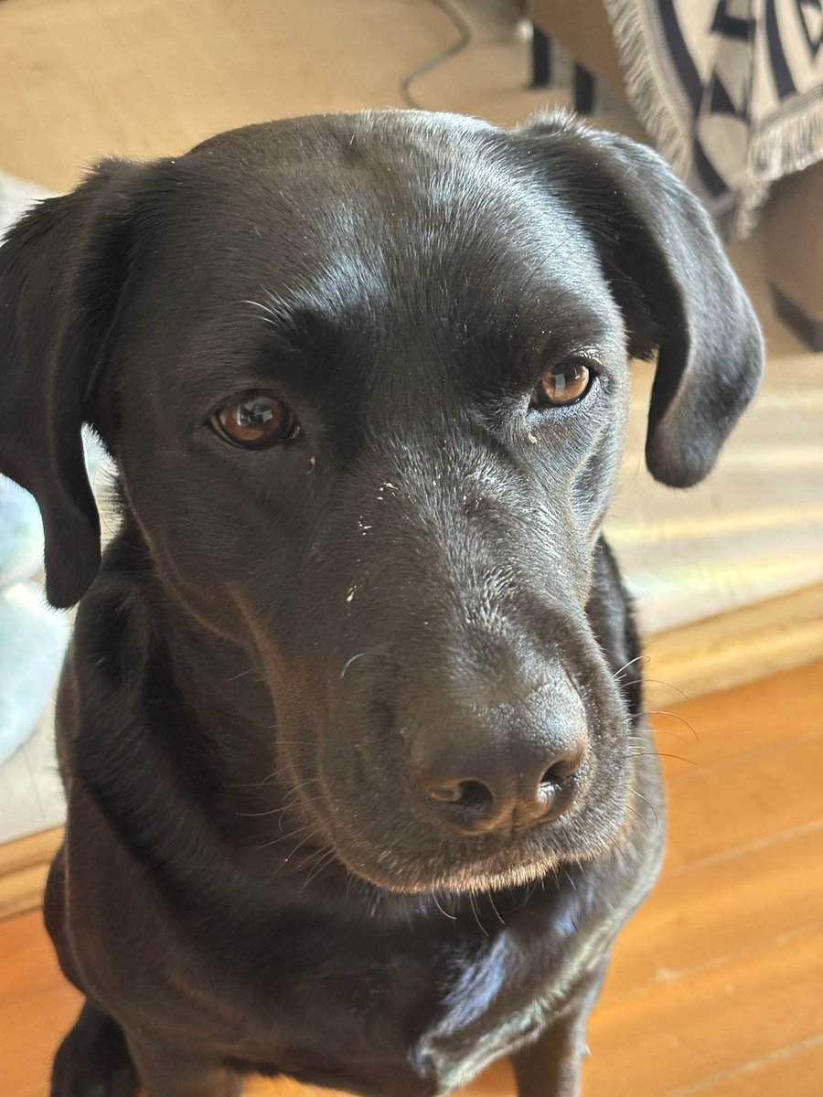 お顔が汚いのにこんなに可愛いのはなぜ？
※ヨーグルトと目ヤニです