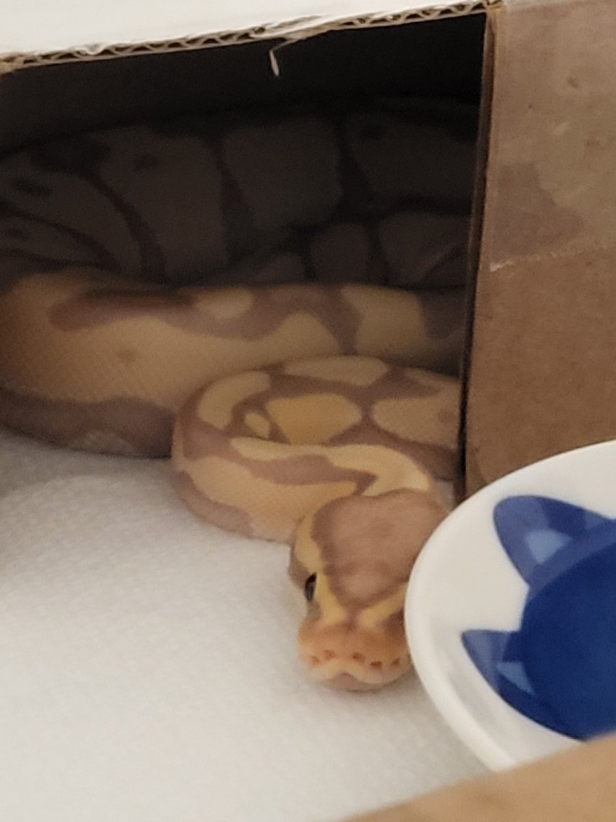 Rai 🩹💜🦴 | DOGGY VTUBER | tweet media