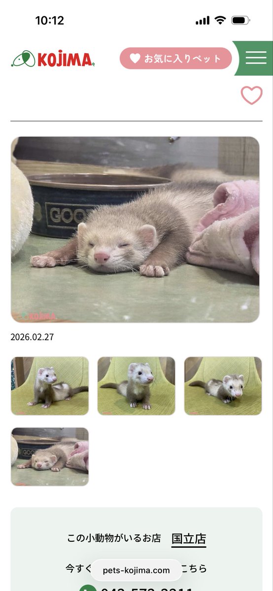 puga4tu's tweet photo. こういう宣材写真出すのはフェレット愛に溢れてる店員がいるに違いないと思う🤭
そして犯罪級に可愛い💕

＃フェレット
＃コジマ国立支店 https://t.co/CfazKBqLUX