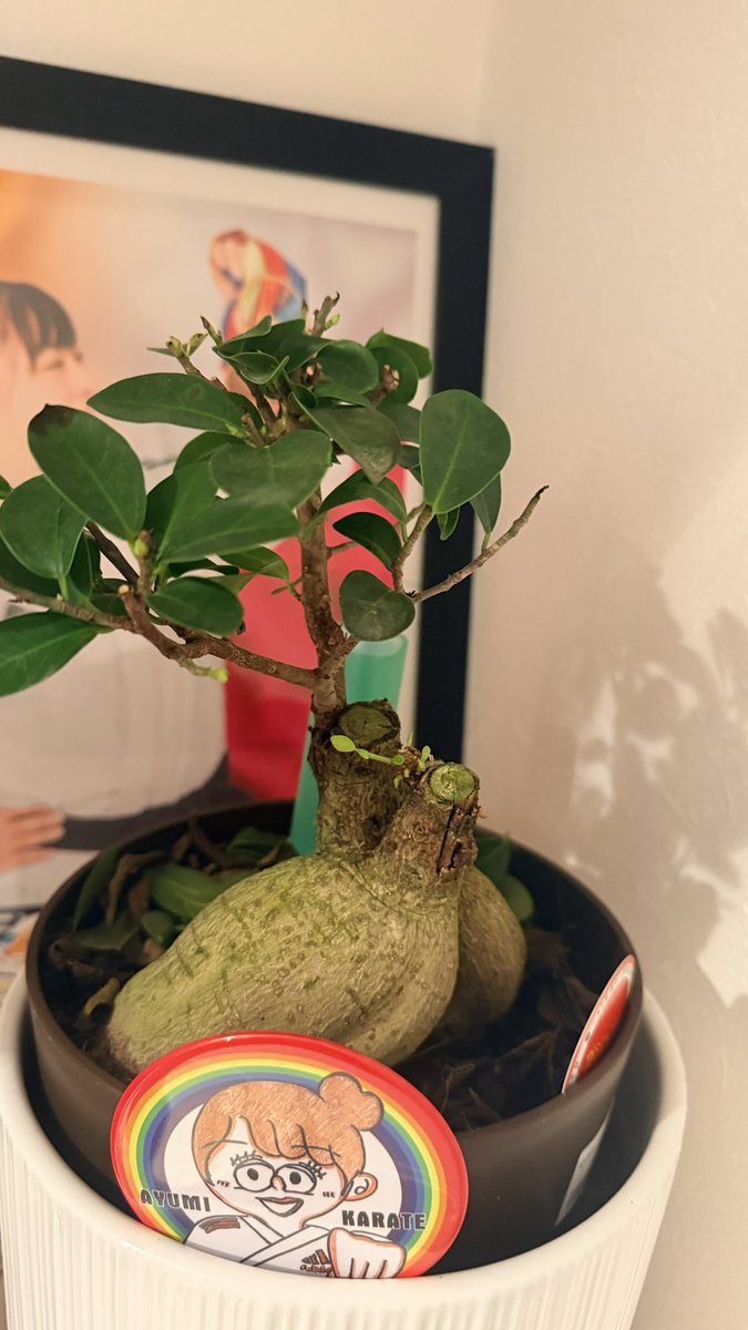 ayayumin's tweet photo. ガジュマルから芽が生えてきた🌱🩷 https://t.co/8bmG3ctPBH