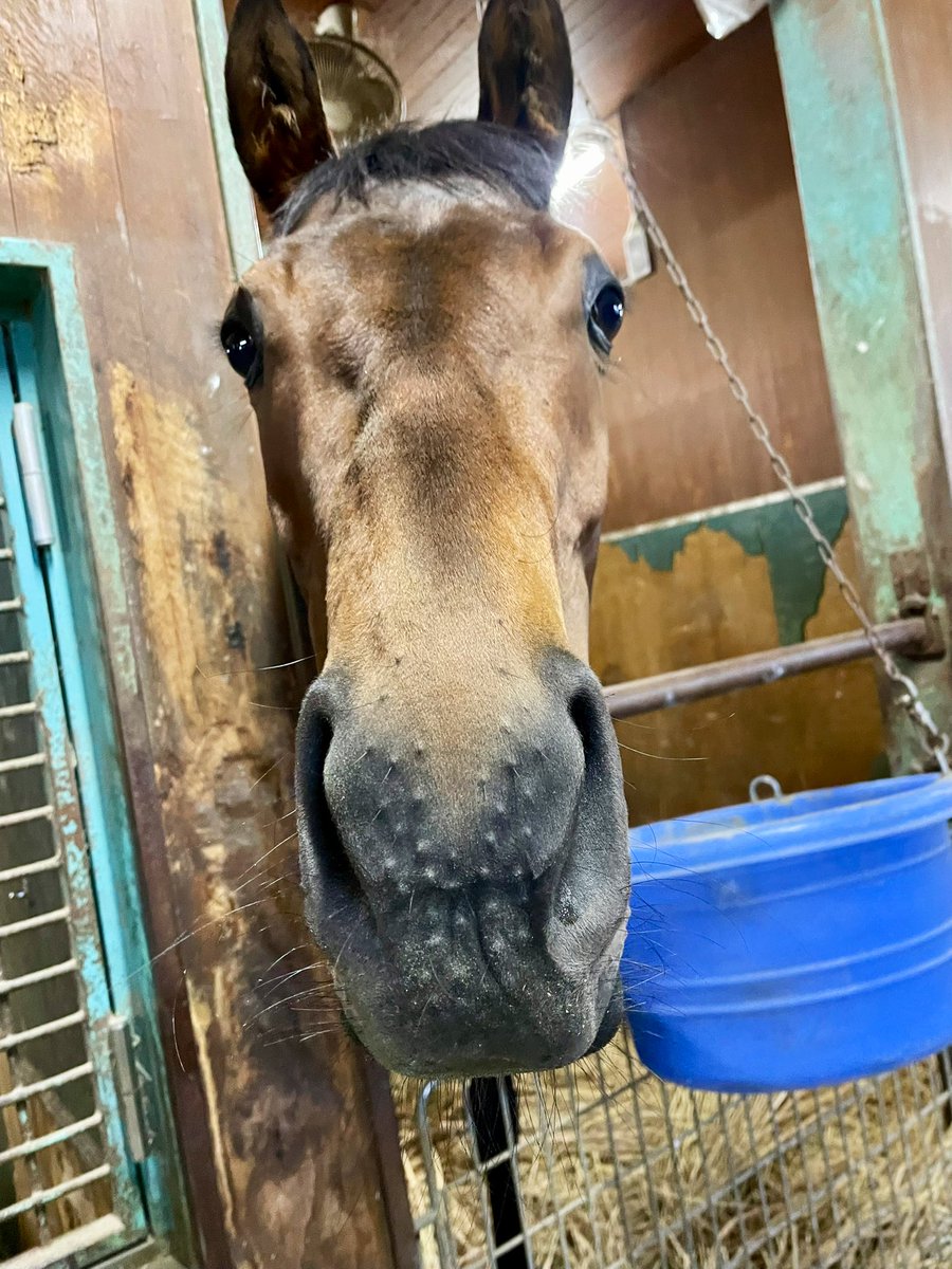 ami_nsym's tweet photo. ニシノタチアナちゃんです。

前走時は馬体重366キロと、
かなり小柄なおんなのこですが…

お顔も、とっても小さくて幼いです🍼

寂しがりやな甘えん坊❣️

#ニシノタチアナ https://t.co/jr68r8Dp8f