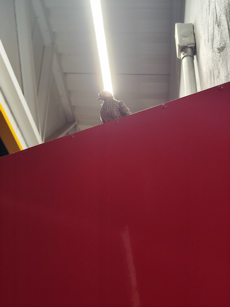 Jabs ˢᶜᶦ ☭ tweet media