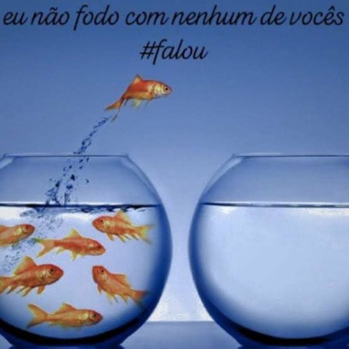 acervo pomba 🪶🕊️ tweet media