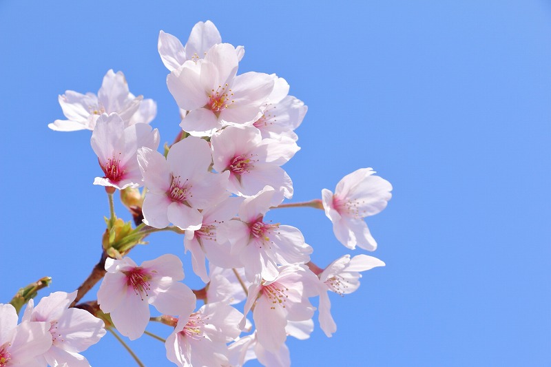 kasuyajutan's tweet photo. かなり久しぶりの投稿です。もうすぐ春になりますね。来週あたり福岡は桜が咲き始めるそうです。
粕屋じゅうたんもシーズンに向けてそろそろ慌ただしくなってきました。
4月からキャンペーンが始まりますので、是非ご利用下さい。 https://t.co/Y0N46e9o08