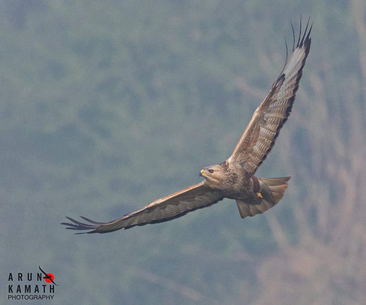 Arun Kamath🕊 tweet media