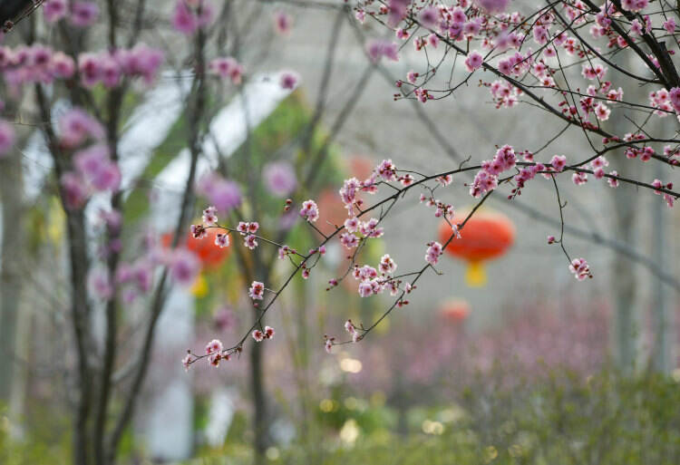 这花名叫美人梅😊