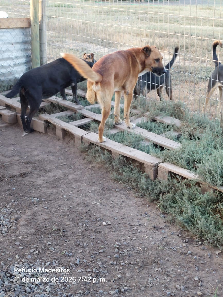 Ayuden con muchos RT x fa!!

Debo reunir $45.000 pesos para Rusio c/mes se debe cancelar su hogar temporal y alimento.
Tiene  3 patas, no se lleva bien con perros machos 🙄 convive solo cn hembras 😅

Cuenta vista 
Banco Santander
7059026547
Patricia Delgado 
15.349.566-1