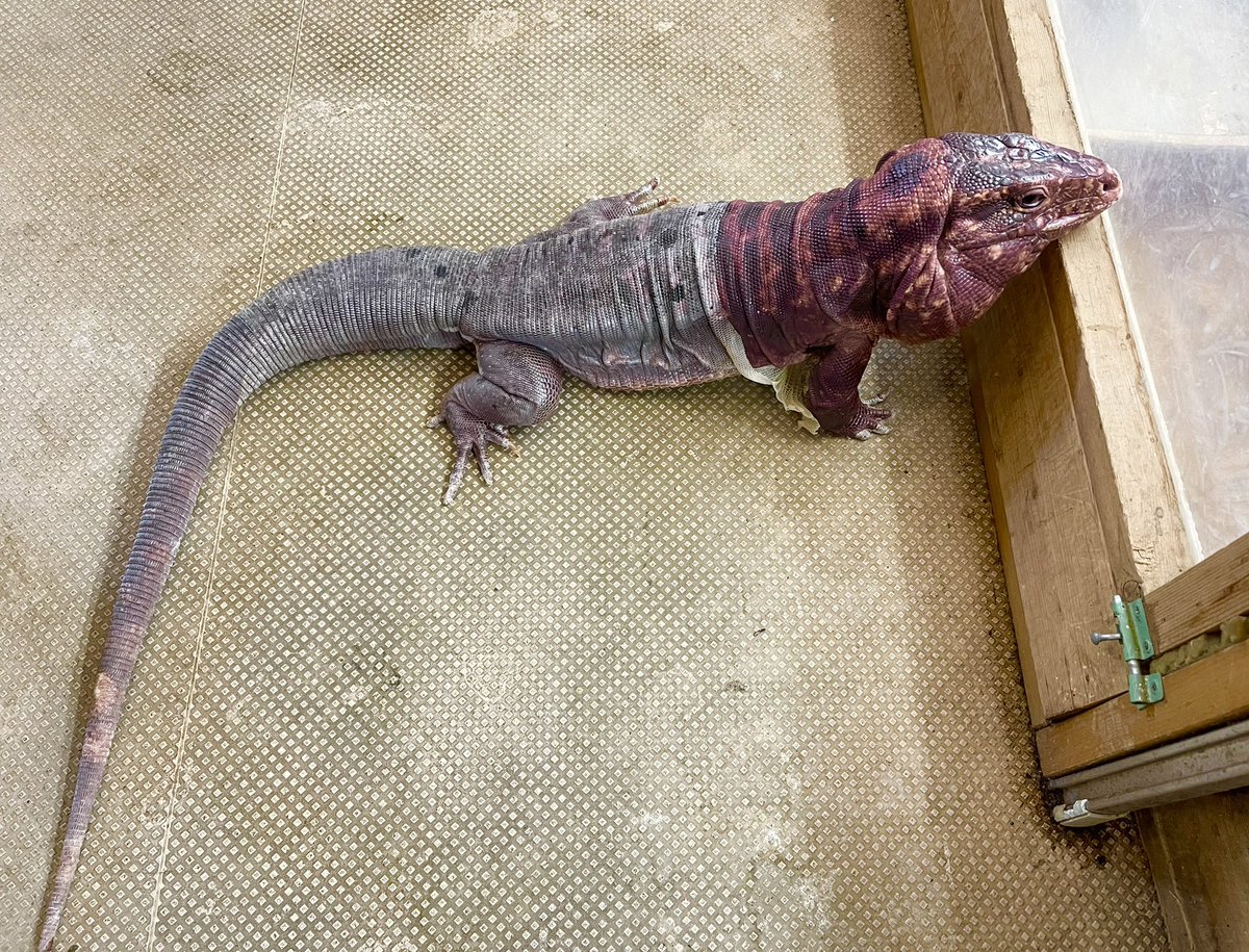 reptilescafe's tweet photo. 晴れても気温の上がらない横浜
お店は営業(11時〜17時、L.O.16時)です
写真は
メンテ中に店内散策をする #アルゼンチンレッドテグー さんです
#爬虫類カフェ
#RedTegu #保護ペット https://t.co/G5UUhRXM3p
