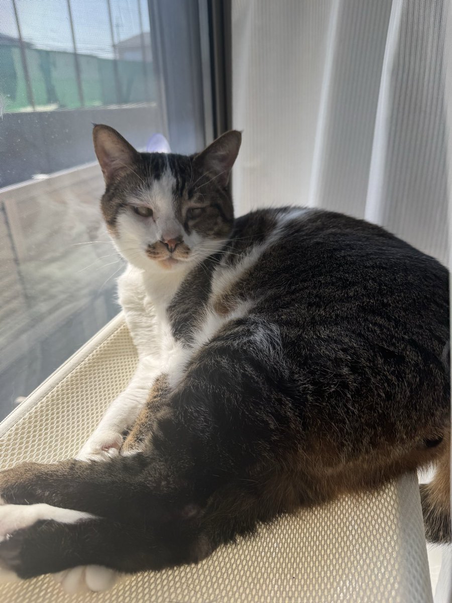 aroetomugi's tweet photo. #猫好きな人と繋がりたい 
#猫

みなさまおはようございます。今日も今日とてむぎは目が寄っています。 https://t.co/ATzO7GYgz6