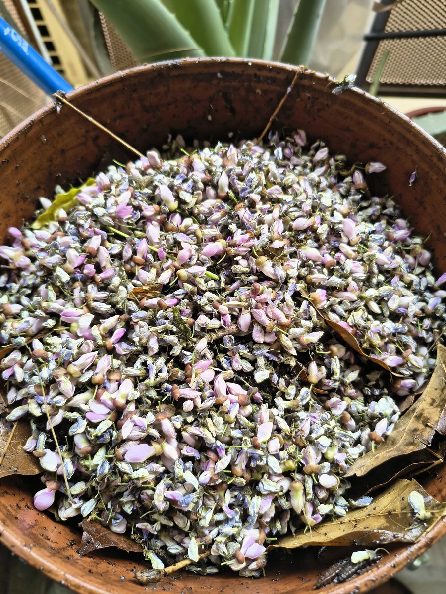 SpidersATSea's tweet photo. Seasonal flavouring to our compost! https://t.co/V0RORd7eQG