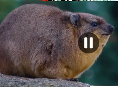 MashProTato (COMMS CLOSED) tweet media