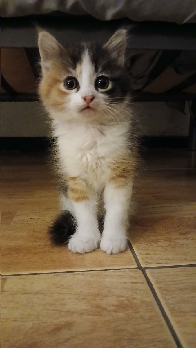 a esta bebé 2 veces se han comprometido en venir a buscarla (completaron formulario de adopción y todo) y las 2 veces nos han dejado plantados sin respuesta, me ayudan a difundir?