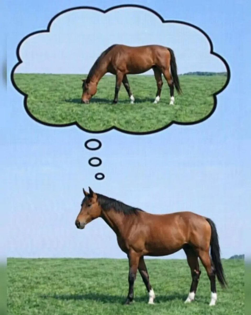 horse?

horse

$horse