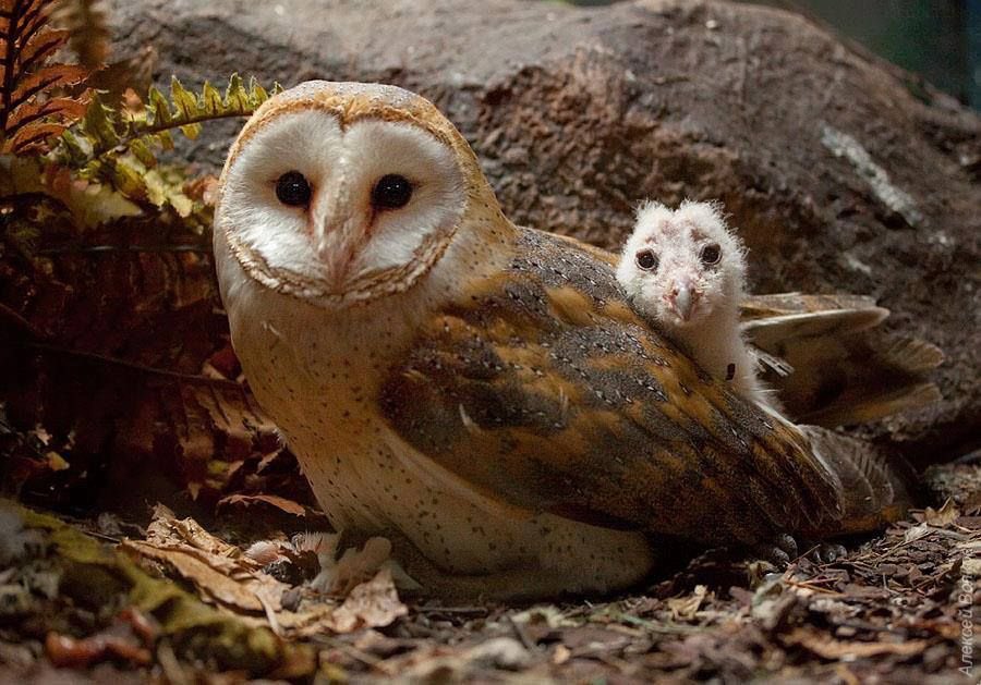 ‧˚꒰🤍꒱ Syl ~ Abel’s angel₊˚⋆ tweet media