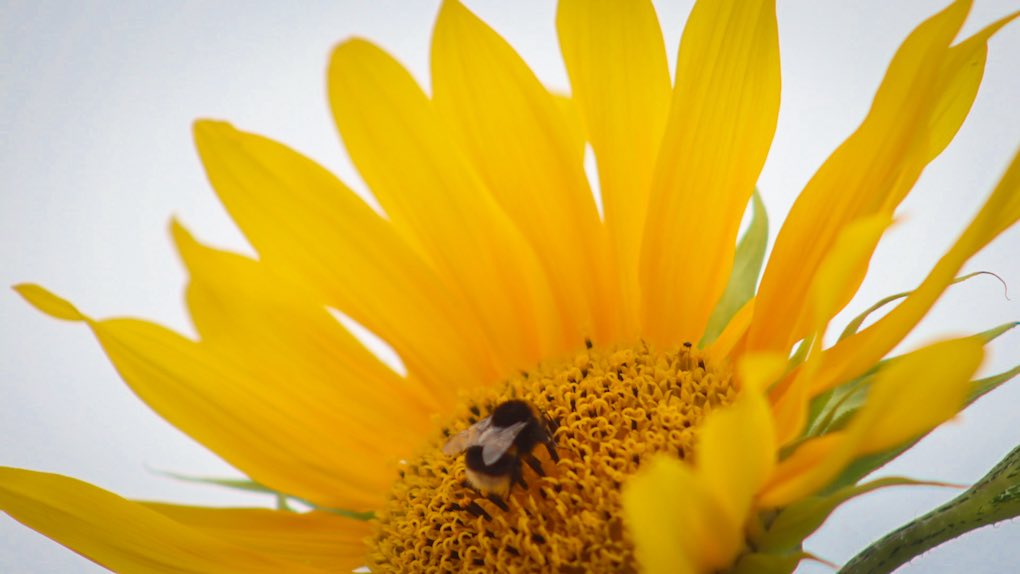 minniebon43's tweet image. 🐝 

Happy damn Friday! 

#nature #bee #sunflower