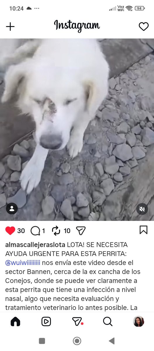 Katherin8782818's tweet photo. @almascallejeraslota Instagram #SectorBannen infección nasal #Perrita #HogarTemporal Rt urgente https://t.co/H2isKGiJtd