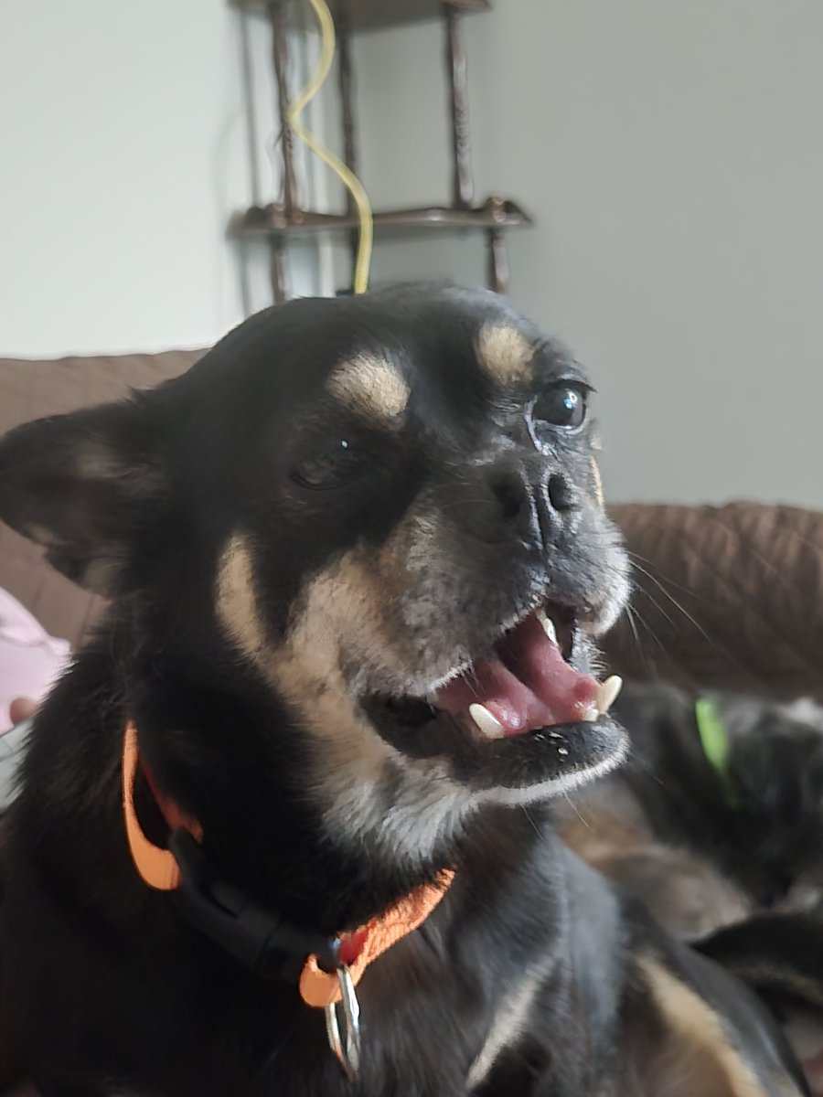 Jay the Teddy tweet media