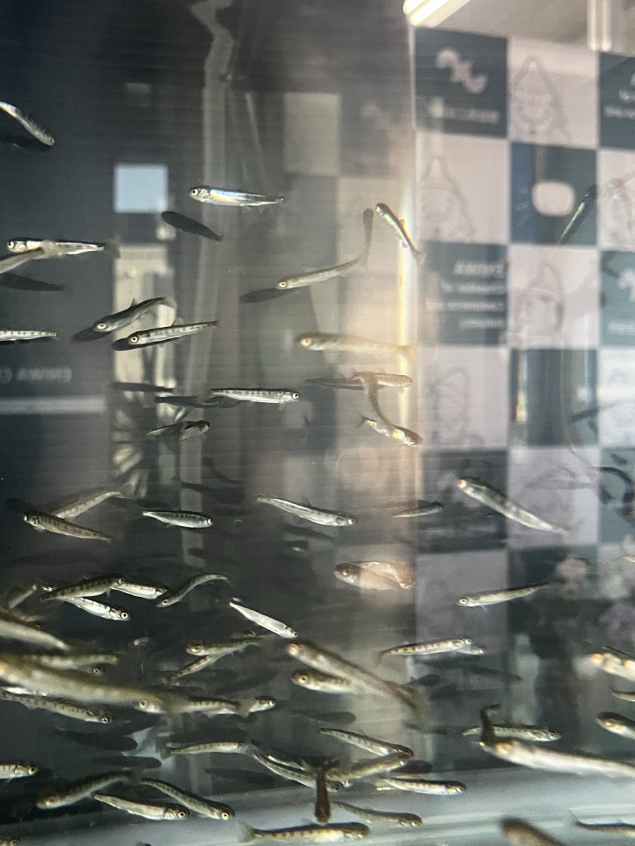 eniwacci's tweet photo. 【えにわ市民サケの会】
サケたち、大きくなってきました🐟✨
お越しの際はぜひ水槽をのぞいてみてください♪

#恵庭
#サケ
#稚魚 https://t.co/vHMfSH0TSL