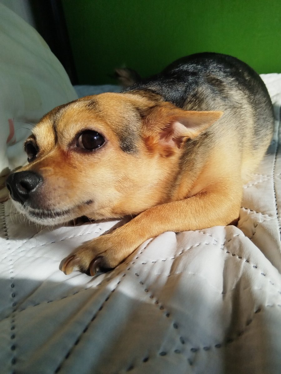 Sofie JMACS tweet media