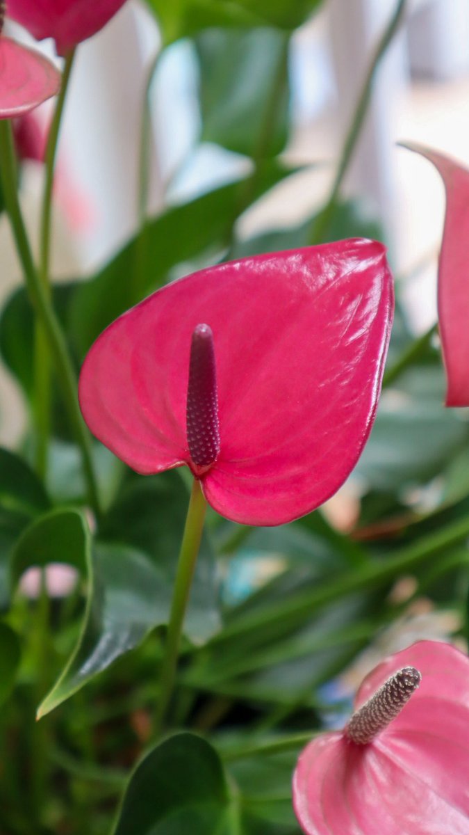 minniebon43's tweet image. My beautiful homegrown hot pink anthurium! 

I have three, each at least 70cm high x 50cm wide!! 

These are my babies! 

#houseplant #anthurium #tropical #homegrown #caredfor