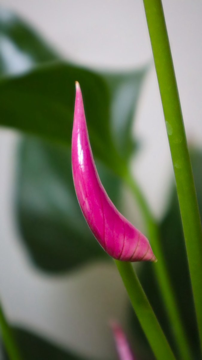 minniebon43's tweet image. My beautiful homegrown hot pink anthurium! 

I have three, each at least 70cm high x 50cm wide!! 

These are my babies! 

#houseplant #anthurium #tropical #homegrown #caredfor