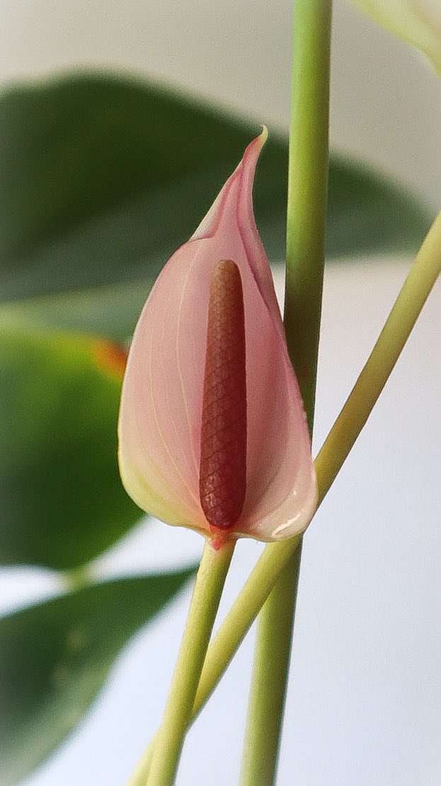 minniebon43's tweet image. My beautiful homegrown hot pink anthurium! 

I have three, each at least 70cm high x 50cm wide!! 

These are my babies! 

#houseplant #anthurium #tropical #homegrown #caredfor