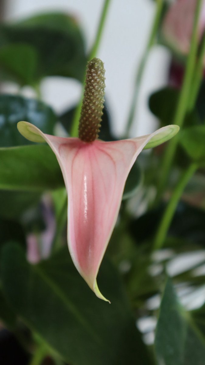 minniebon43's tweet image. My beautiful homegrown hot pink anthurium! 

I have three, each at least 70cm high x 50cm wide!! 

These are my babies! 

#houseplant #anthurium #tropical #homegrown #caredfor
