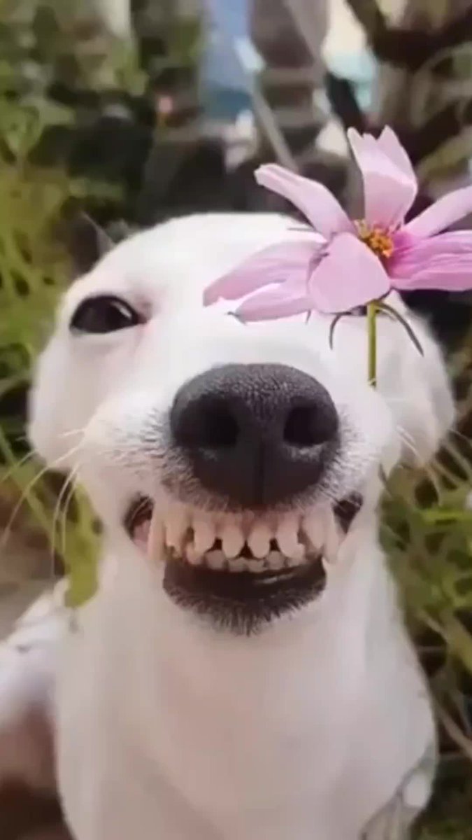 KookieVR tweet media