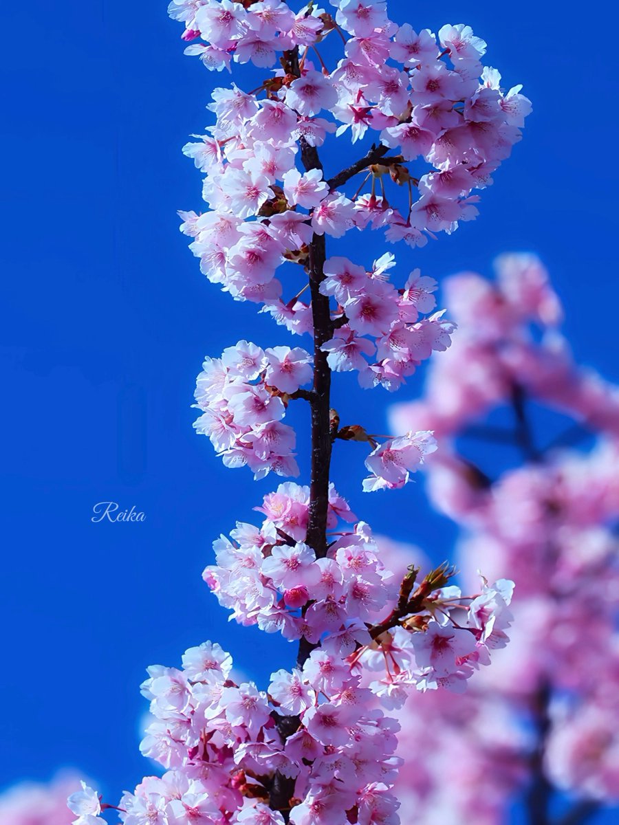 れいか tweet media