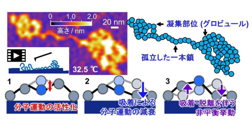 JST_info's tweet photo. 〈プレスリリース〉うねる高分子鎖を初めて可視化~高分子セグメントの熱揺らぎを捉えた~モビリティー組立技術を刷新する新規接着技術への応用に期待~
https://t.co/ELAk4nlpCC
高分子1本の中の分子運動を直接観察し、吸着・脱離を伴う非平衡挙動を発見しました。
#JST #未来社会創造事業 #KProgram https://t.co/aNZAUCUMzo