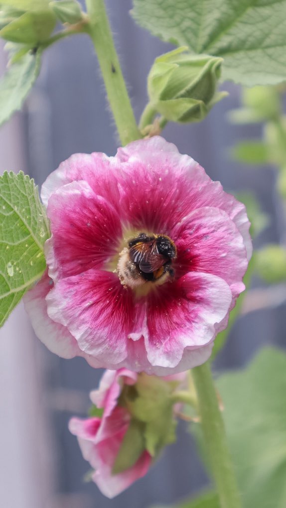 minniebon43's tweet image. The Hollyhock attraction! 

#bee #pollinator #hollyhock #NaturePhotography
