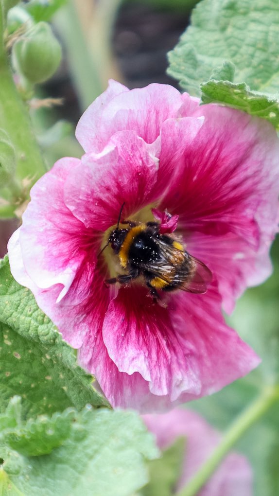 minniebon43's tweet image. The Hollyhock attraction! 

#bee #pollinator #hollyhock #NaturePhotography