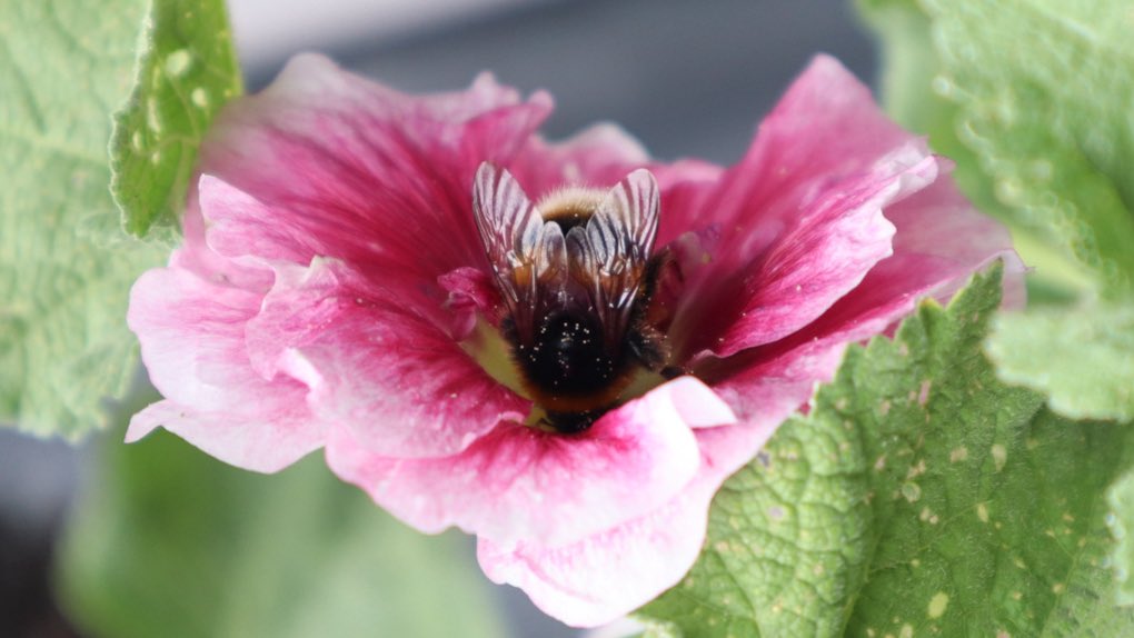 minniebon43's tweet image. The Hollyhock attraction! 

#bee #pollinator #hollyhock #NaturePhotography